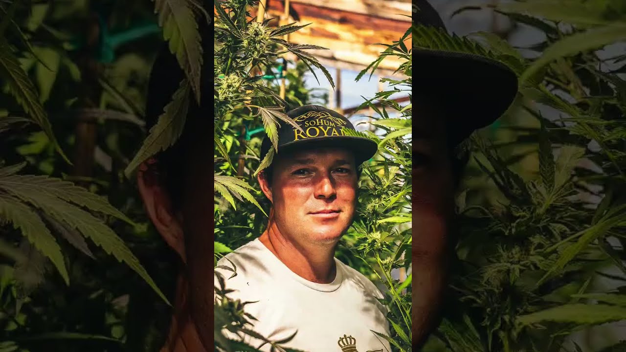 Old Growth OG’s - SoHum Royal