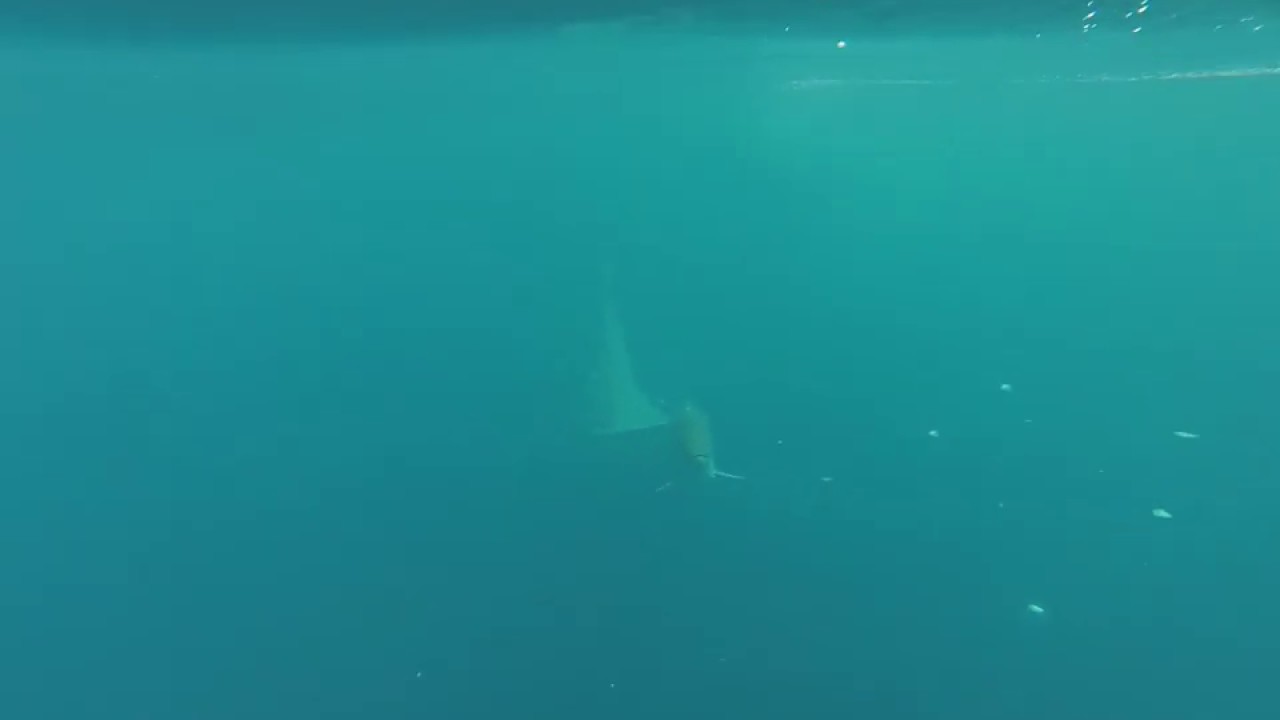 EPIC hammerhead shark chasing a Tarpon off of Anna Maria Island with ...