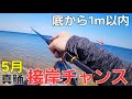 釣れないから急に。産卵を控えた活発な補食時期！マゴチ釣り方5月編