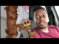 Shuler King -  This Dog Listens To Too Much R&B!!!