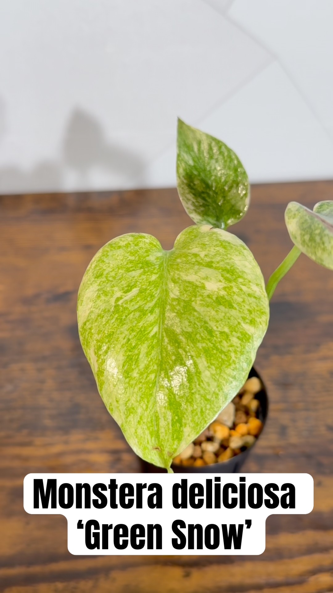 Monstera deliciosa 'Green Snow'/#plants #plantlover #monstera