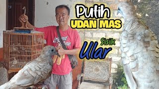 Unik Dan Langka ‼️ Perkutut Lokal PUTIH UDAN MAS Super Istimewa