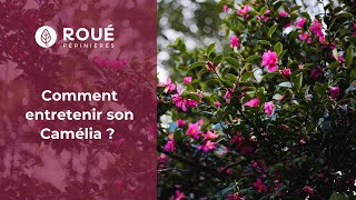 Comment entretenir son Camélia : quand le tailler ? Quel engrais apporter ?