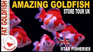 AMAZING GOLDFISH STORE TOUR
