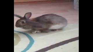 dramatic rabbit