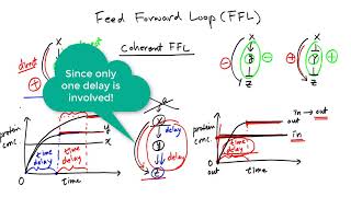 Feed Forward Loop