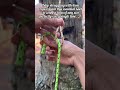 Essential Knot Tutorial: Joining Two Different Sized Ropes