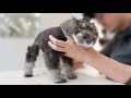 シュナウザーのパピー、はじめてのトリミング