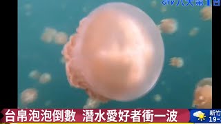 ▼台帛泡泡倒數 潛水愛好者衝一波 八大民生新聞 2021031712