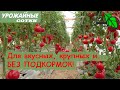 Монофосфат калия... НЕОБЯЗАТЕЛЬНО! Отличный вариант для вкусных и красивых томатов!