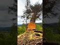 Beautiful falling tree #wood #treecutting #chainsaw #treefelling #tree #treeremoval #shorts