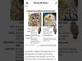 Feds propose shooting one owl to save another in Pacific Northwest