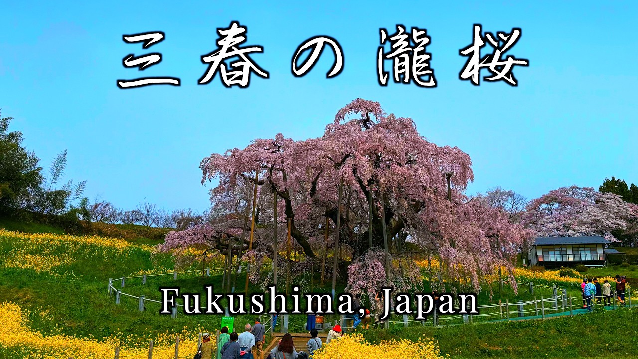 福島：三春滝桜】樹齢推定1000年超、日本三大桜に数えられ天然記念物に