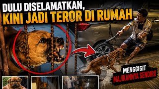 ONCE RESCUED, NOW A TERROR AT HOME ‼️ EVEN BIT ITS OWN OWNER
