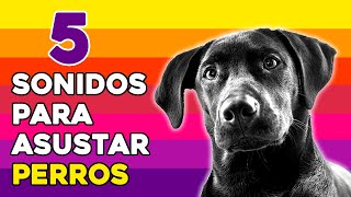 5 Sonidos Para Asustar Perros