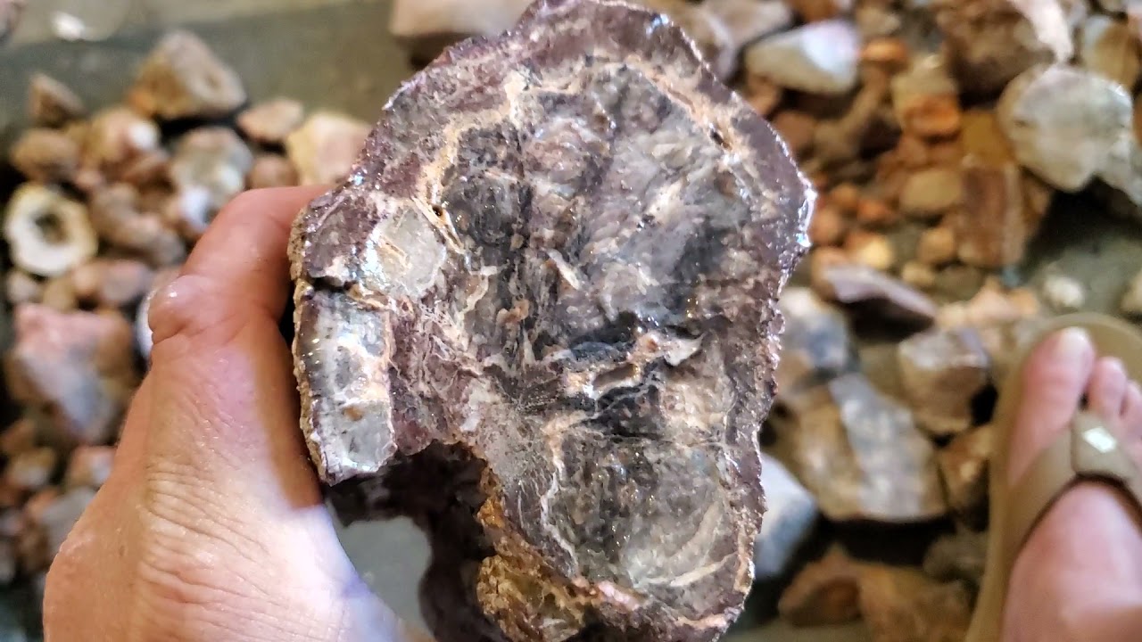 Jasper agate and Dino bone heaven!!!