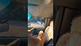#Horses chasing my truck | Sunset feed #horseranch #freehorses #animals #rancho