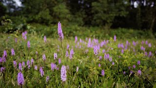 Devon's Magical Meadows - A Short Documentary in 4k