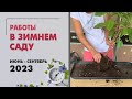 Работы в зимнем саду. Июнь 23 - сентябрь 23. Эуфорбия, мирты, хойи, фикусы, папоротники и другое