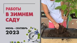 Работы в зимнем саду. Июнь 23 - сентябрь 23. Эуфорбия, мирты, хойи, фикусы, папоротники и другое