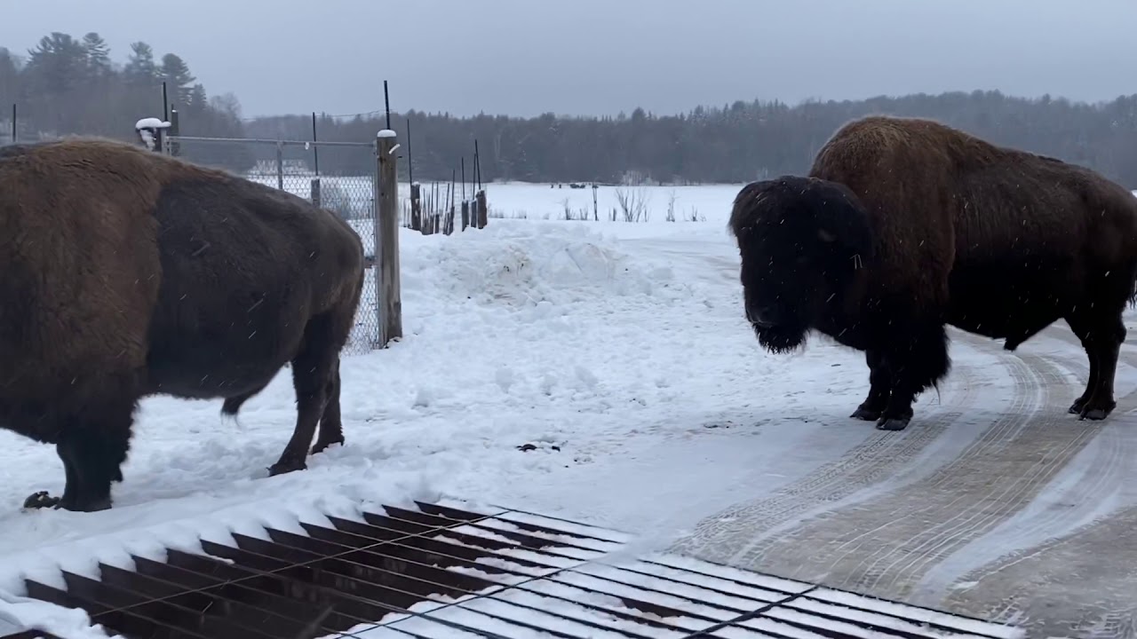 Parc Omega Safari - Winter 2020