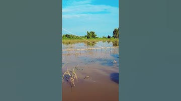 mùa nước nổi đi đẩy côn#short