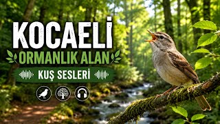 Kocaeli̇ Ormanlik Alan Kuş Sesleri̇ - Samanli Dağlari - Ormanya - Kartepe
