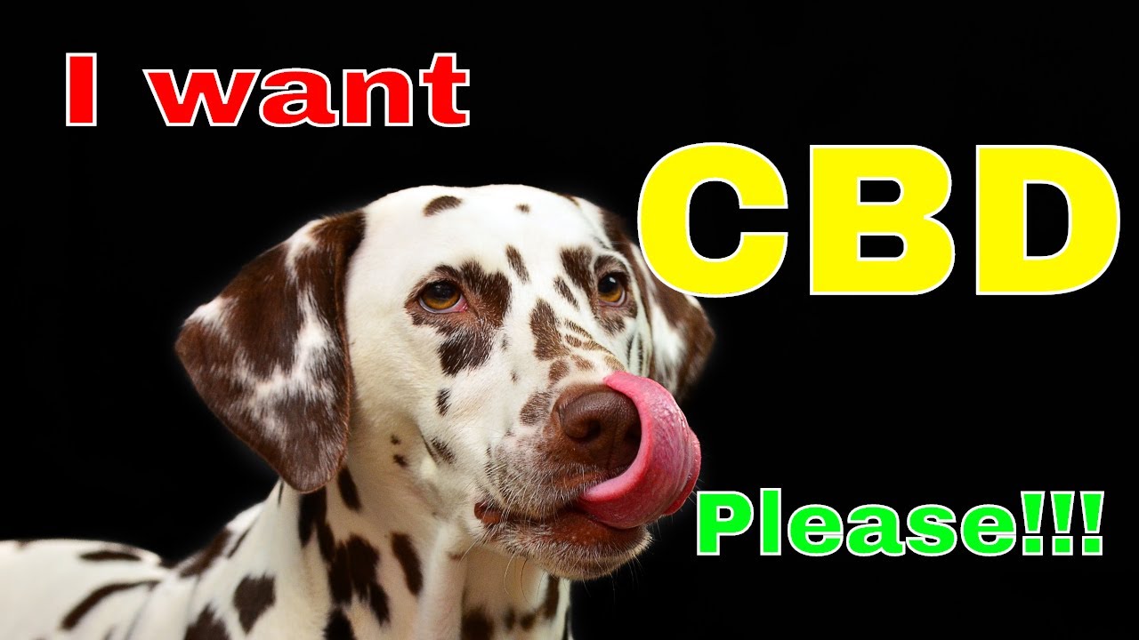 How I Use CBD Oil On My Dogs by Xavier Smith aka Coach X [Queen Creek