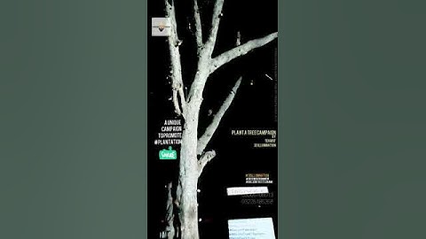 TREE Projection Mapping Pakistan | Tree Plantation Campaign | Creative