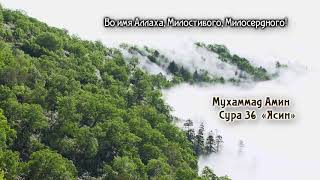Сура 36 «Ясин» Чтец Мухаммад Амин (грустное чтение Корана