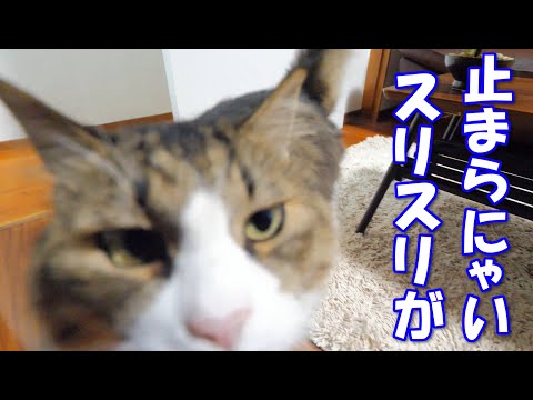 めちゃめちゃスリスリして来るボス猫