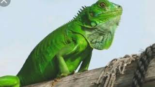 Canción La iguana loca