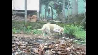 cachorro comendo gato.avi