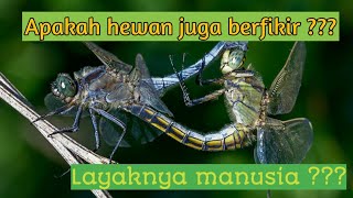 Kontroversi || Pemikiran hewan dan manusia