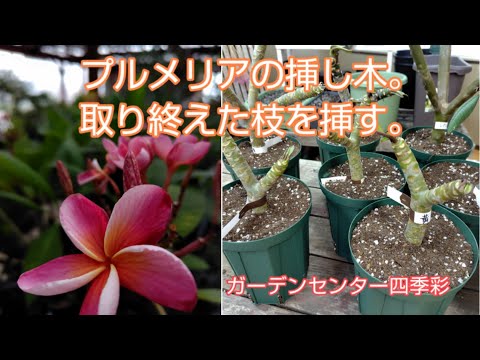 プロップリフティングは窃盗？園芸店で挿し木を取るリスクと法律