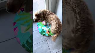 Rien de mieux pour rafraîchir Tilou cet été 🥰 #chien #chaleur
