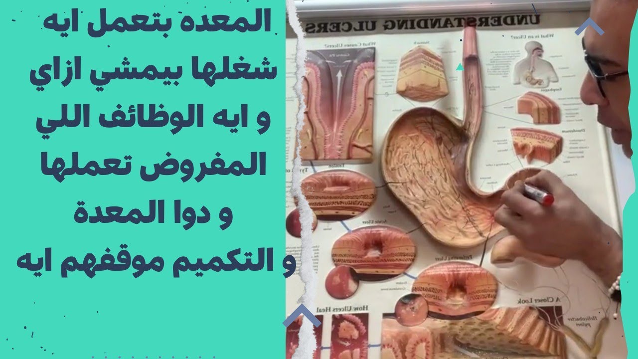 المعده بتعمل ايه شغلها بيمشي ازاي وايه الوظائف اللي المفروض تعملهاو دوا المعدةو التكميم موقفهم ايه