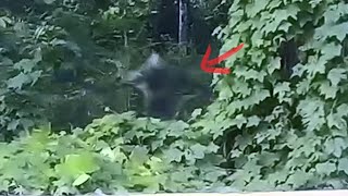 Paranormal Videos!! humanoid is attacking something caught on camera | Top Best Scary Videos