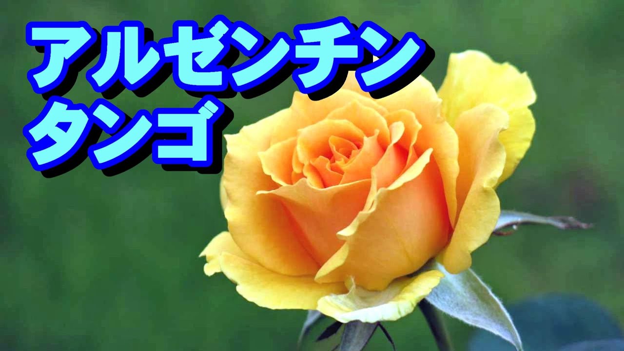 アルゼンチン•タンゴ 高音質CD音源 - YouTube