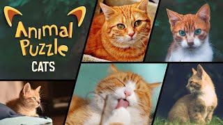 스위치 동물 퍼즐 고양이 / Switch Animal Puzzle Cats / 땅따먹기 게임 / 고양이 퍼즐 게임 / 스위치 퍼즐 게임 screenshot 3