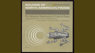 Mating Call of the Gray Treefrog (Hyla Chrysoscelis)