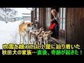 吹雪の中、子犬たちを連れて助けを求めた母秋田犬…直後、山小屋の老人が取った行動に全員が凍りついた!