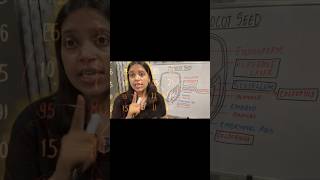 Monocot Seed Explained in 60 Seconds 🌱 | NEET Biology Quick Revision