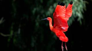 Bird Songs sound effects, Nature Sounds Relaxing Nature: Forest Bird Sounds, sound effect