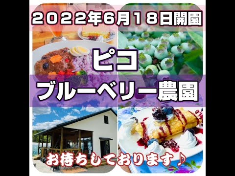 森の休憩所 ピコブルーベリー農園の紹介動画サムネイル