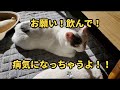保護猫　ちびまる　お願いだから飲んで！病気になっちゃうよ！！