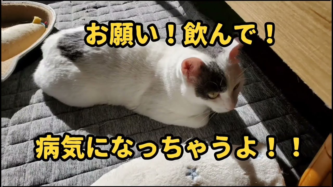 保護猫　ちびまる　お願いだから飲んで！病気になっちゃうよ！！