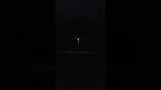 Early Morning Kookaburras