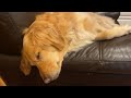 Cute Sleeping Golden Retriever #viral #shortsvideo