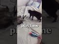 Having fun with the cats #cat #funny 😜